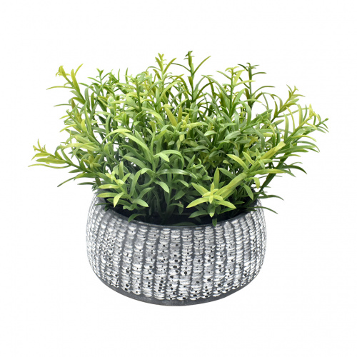 Heim Rosemary Potted Plant