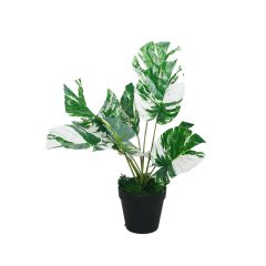 Heim Monstera with Pot