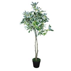 Heim Schefflera Arboricola with Pot